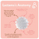 Lactamo borstmassagehulp - 105153_01_7685.jpg